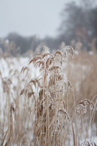 Close-up of wheat growing on field