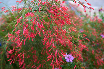Close-up of red flowering plant