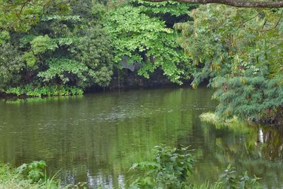 Scenic view of lake in forest