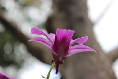 Close-up of pink flowering plant