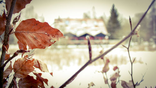 Close-up of autumn leaves in water