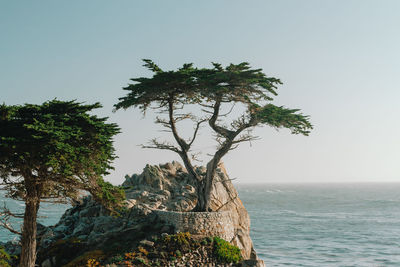 Tree by sea against clear sky