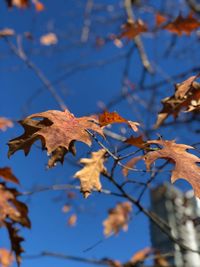 Low angle view of autumnal leaves against blue sky