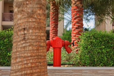 Close-up of fire hydrant by tree in park