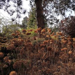 Plants growing on field in forest