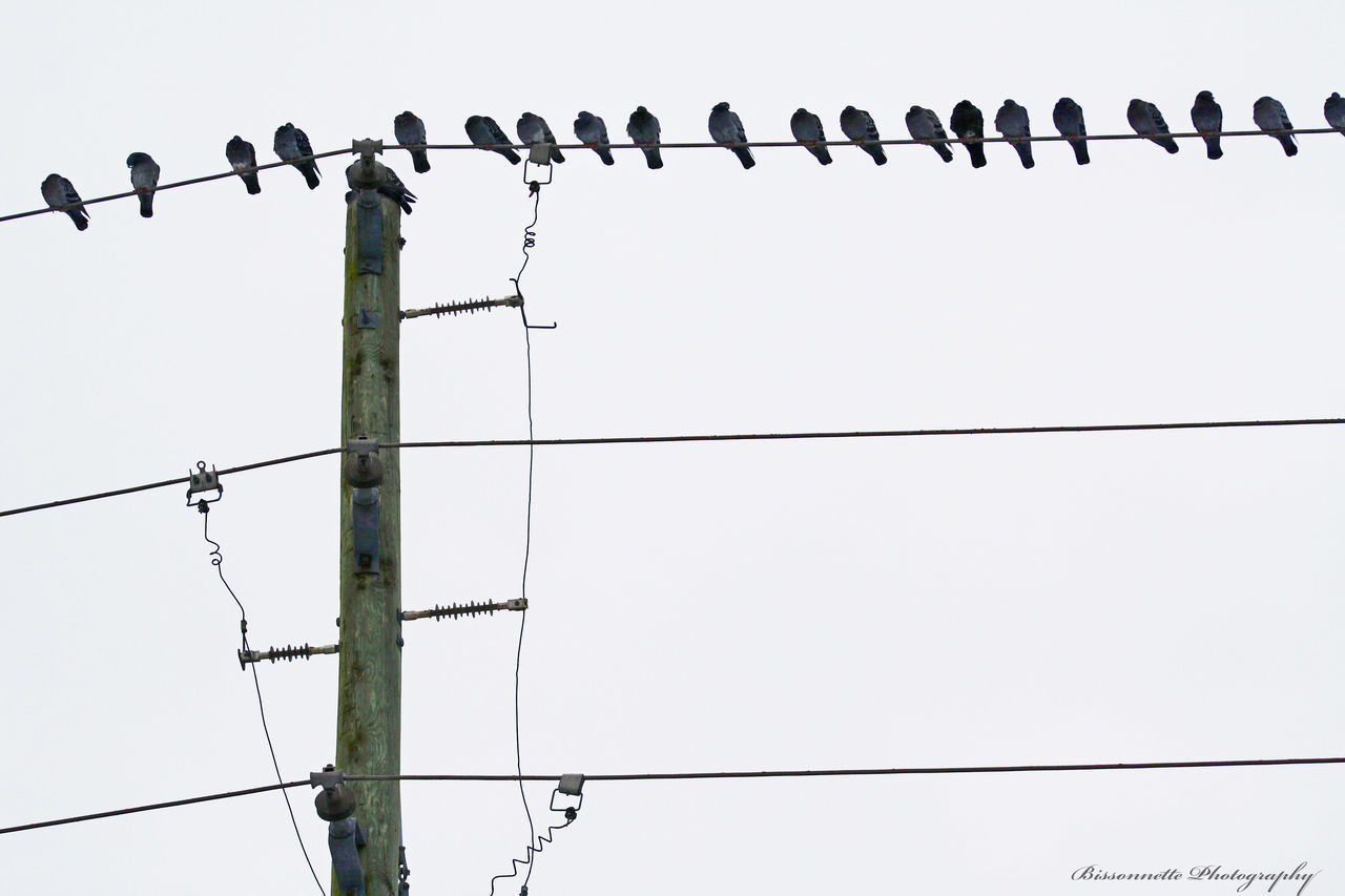 LOW ANGLE VIEW OF BIRDS PERCHING ON CABLES AGAINST SKY
