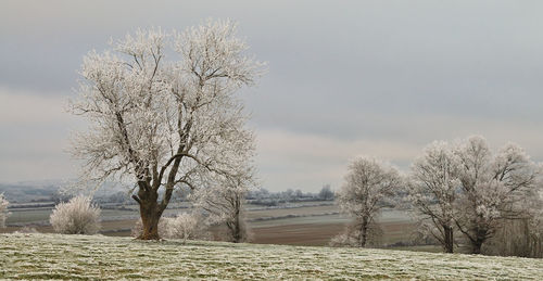Close-up of tree against sky