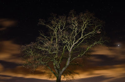 Low angle view of tree against sky at night