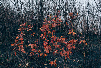 Close-up of dry leaves on field during autumn