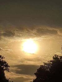 Low angle view of tree against sky during sunset