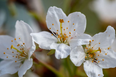 Close up of white cherry blossom in bloom