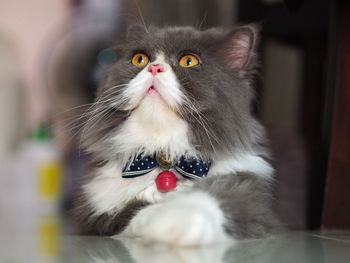 Close-up portrait of a cat