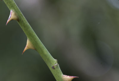 Close-up of lizard on plant