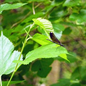 Close-up of insect on plant