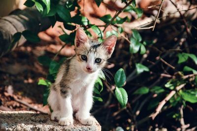 Portrait of a kitten jungle