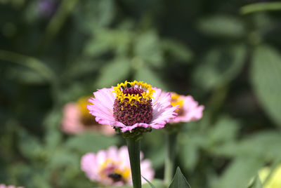 Yellow ring above pink petals