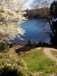 High angle view of tree by lake