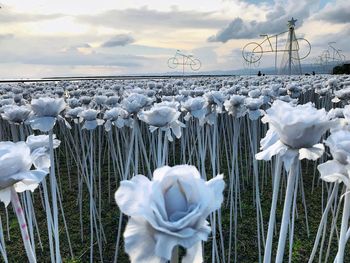 Close-up of white flowers blooming on field against sky