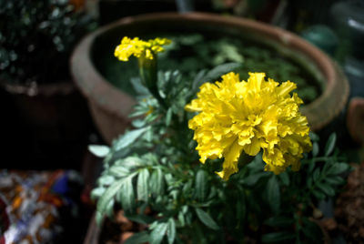 Close-up of yellow flowers blooming outdoors