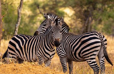 Zebras in a field