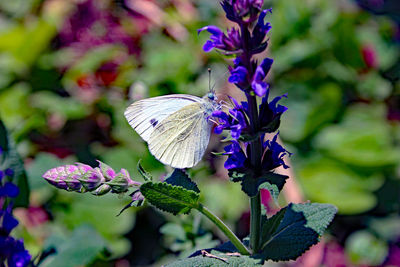 Close-up of butterfly on purple flowering plant