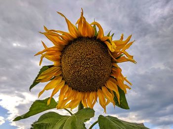 Close-up of sunflower against sky