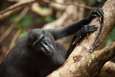 Close-up of a monkey