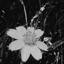 Close-up of flower blooming outdoors