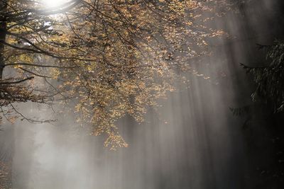 View of trees during foggy weather