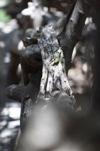 Close-up of tree trunk in forest