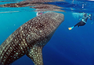 Fish swimming in sea