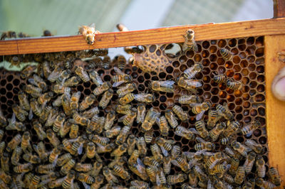 Close-up of bee