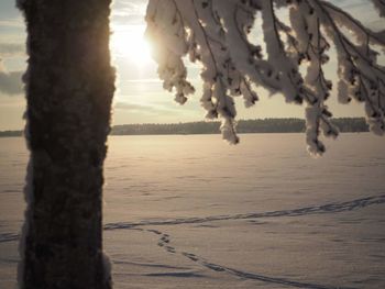 Close-up of tree during winter