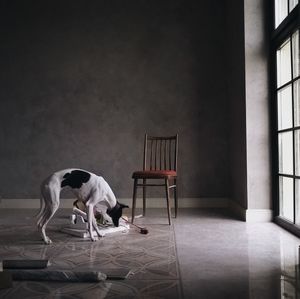 Dog sniffing the floor in a room