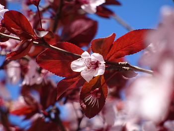 Close-up of flower tree