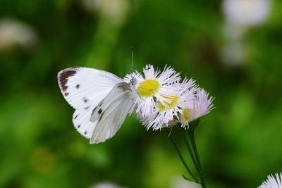 Close-up of butterfly pollinating on white flower