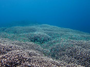 Aerial view of coral in sea