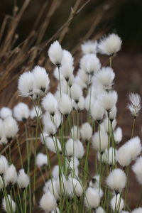 Close-up of white flowering plants on field