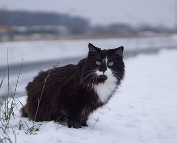 Close-up portrait of cat on snow during winter