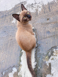 Portrait of cat sitting on wood