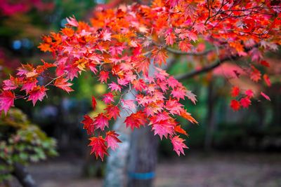 Close-up of maple tree during autumn