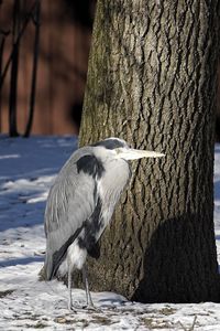 Great blue heron perching on snowy field by tree