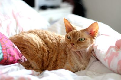 Portrait of cat lying down on bed