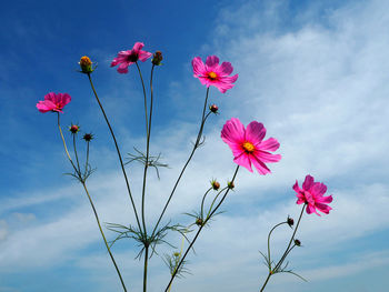 Low angle view of pink cosmos flowers blooming against sky