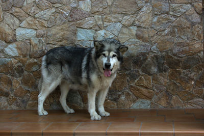 Portrait of dog standing against wall