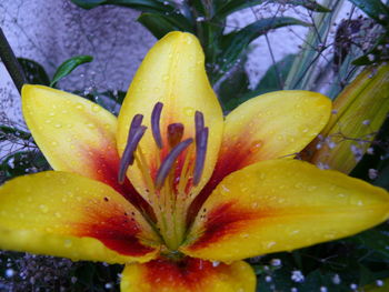 Close-up of wet yellow day lily blooming outdoors