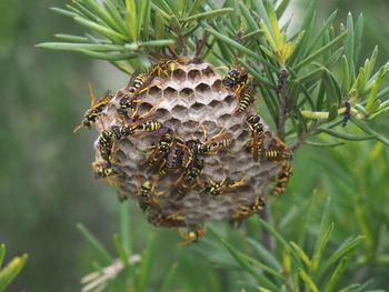 Close-up of wasps nest on leaf