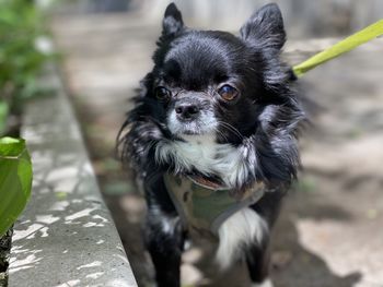 Portrait of black puppy