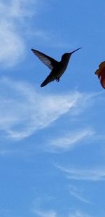 Low angle view of bird flying