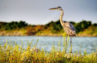 Bird perching on a lake